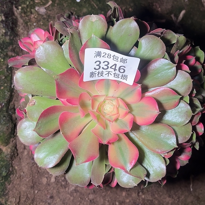 3346歪桩香妃多肉植物