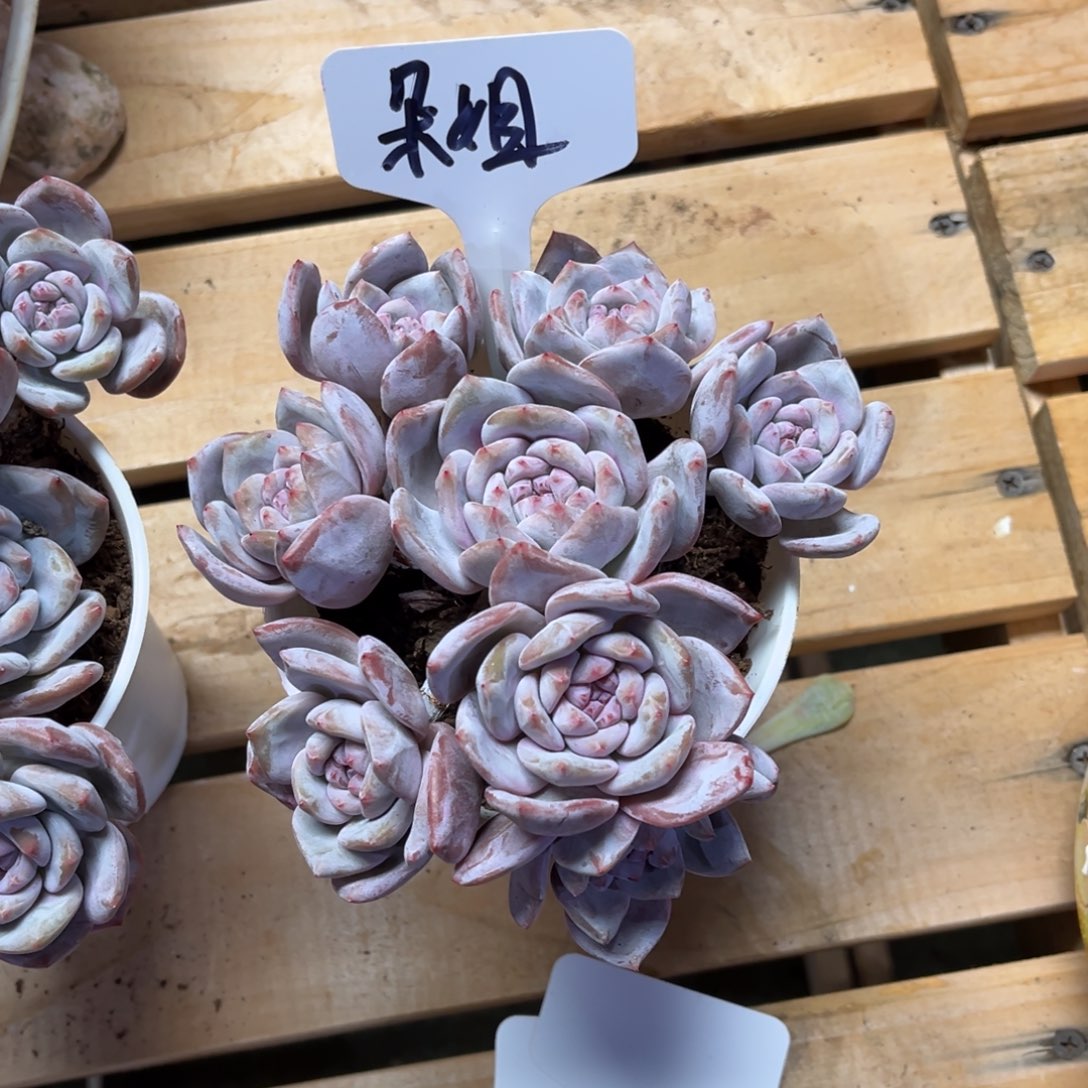 *****朵姐姐的石榴籽群