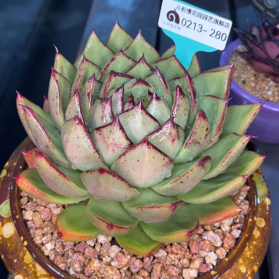 从前慢多肉精选编号0213.280