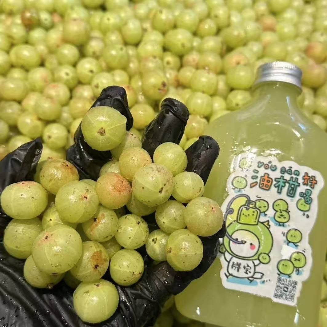现摘现发鲜青余甘果新鲜油甘果牛甘果孕妇酸油柑当季水果赤皮甘子