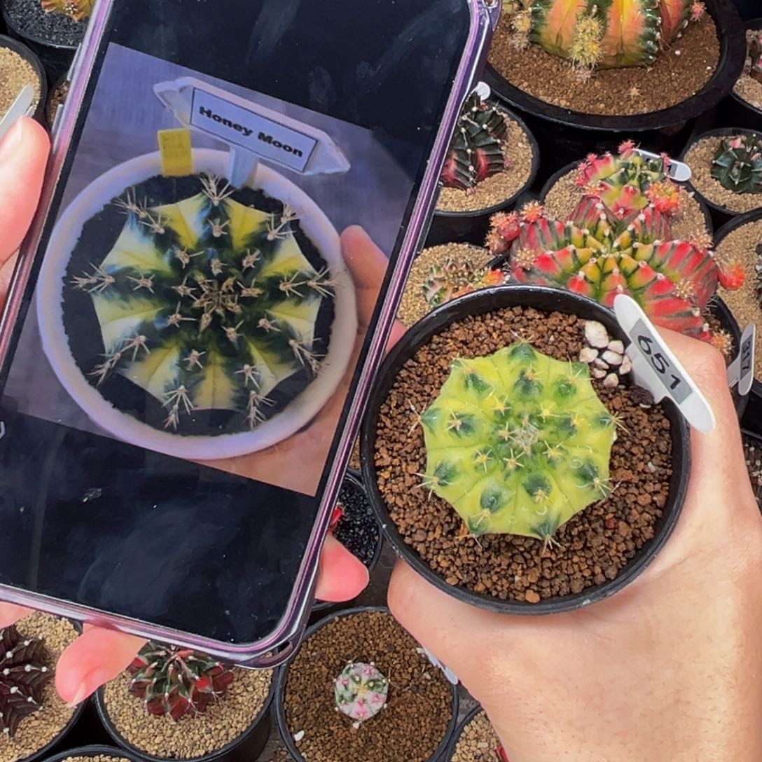 蜜月  米哈仙人球