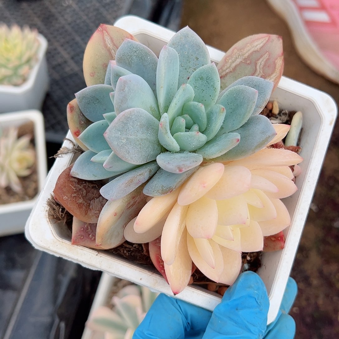 橙梦露锦底座，介意慎拍