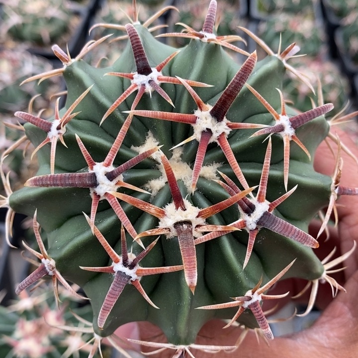 【闪购商品】617王凌波