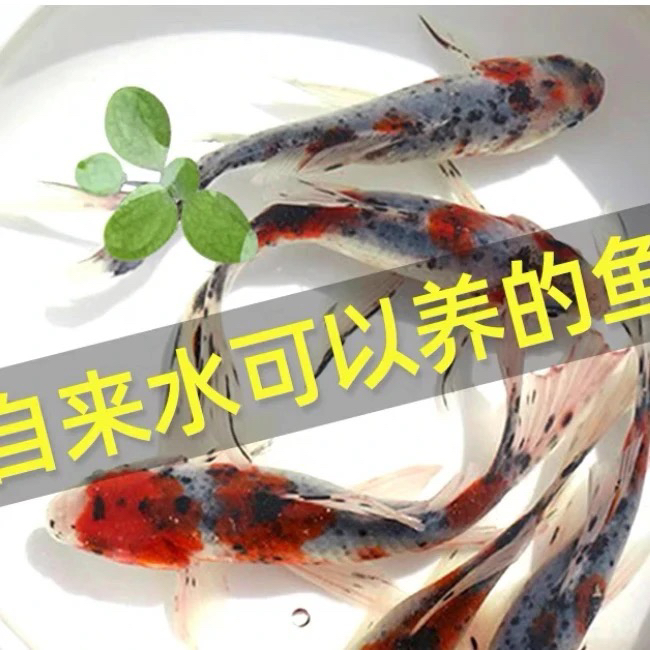 兰花草金鱼7-9保底15尾 温顺活体好养 包邮