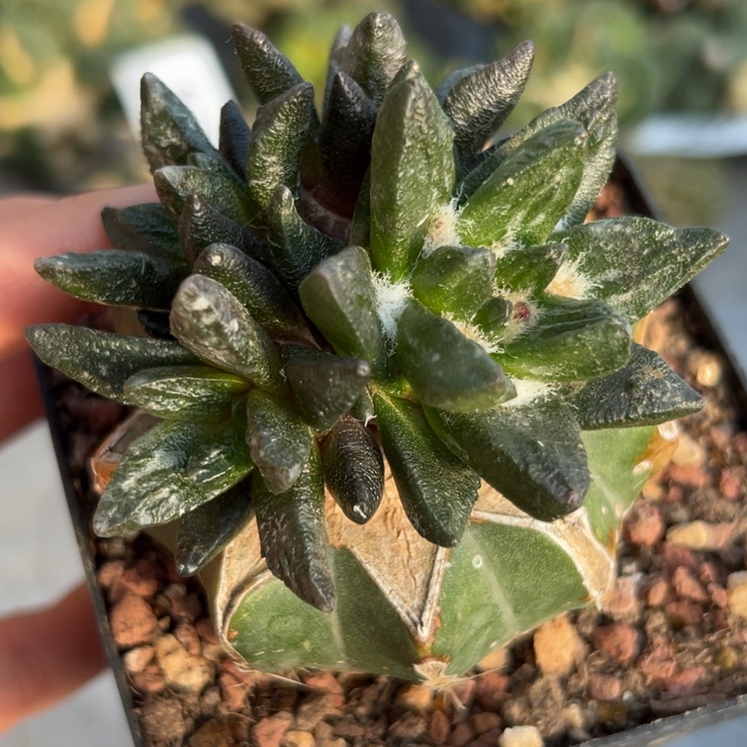 679 仙人球的比赛将于