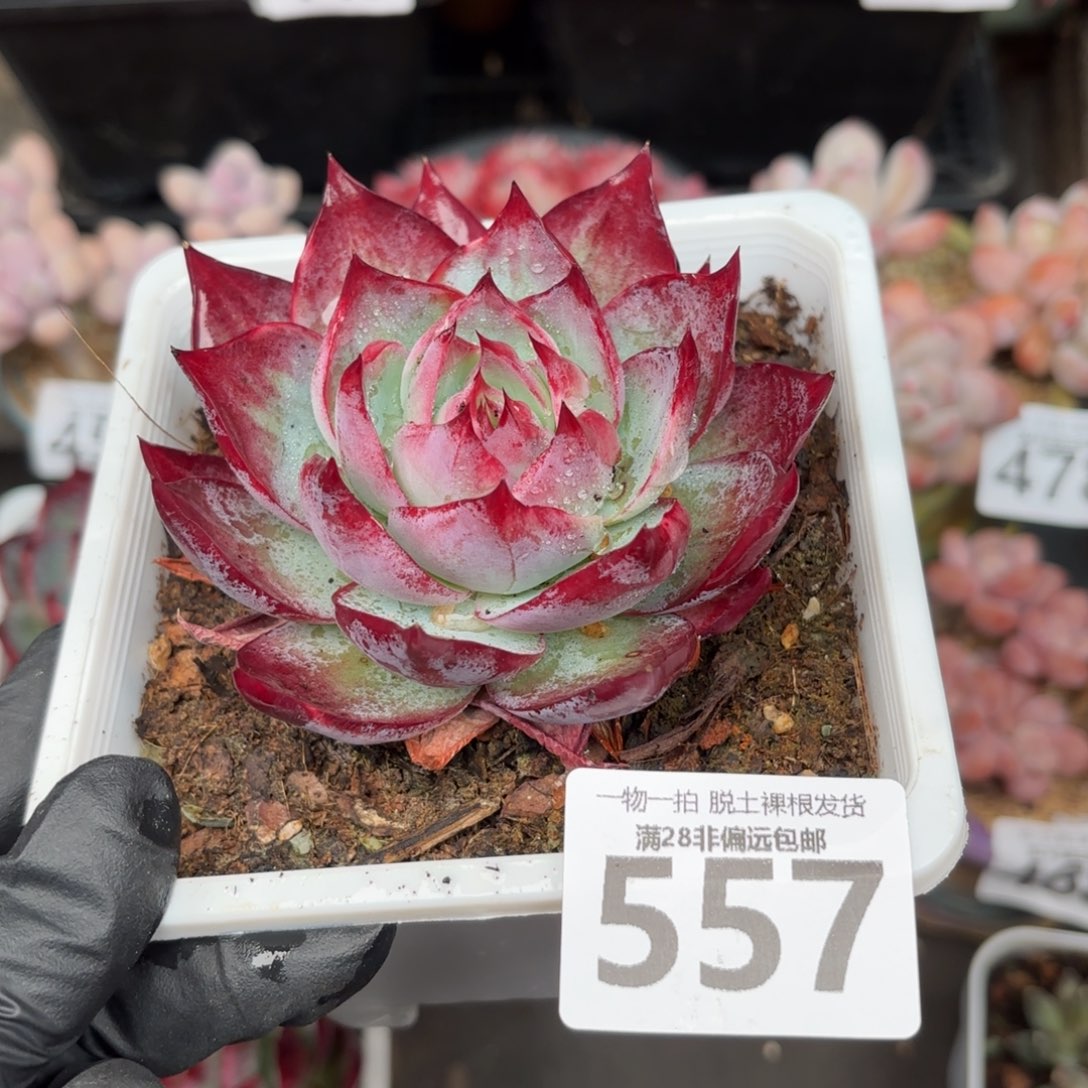 大惊鸿仙子无盆土发货