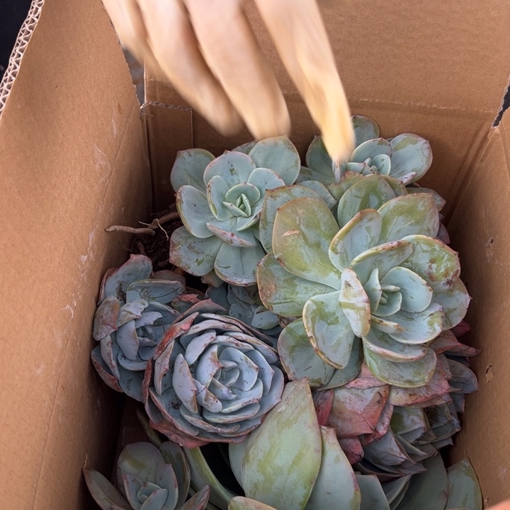 轻****地栽瑕疵白凤3棵（不售后）