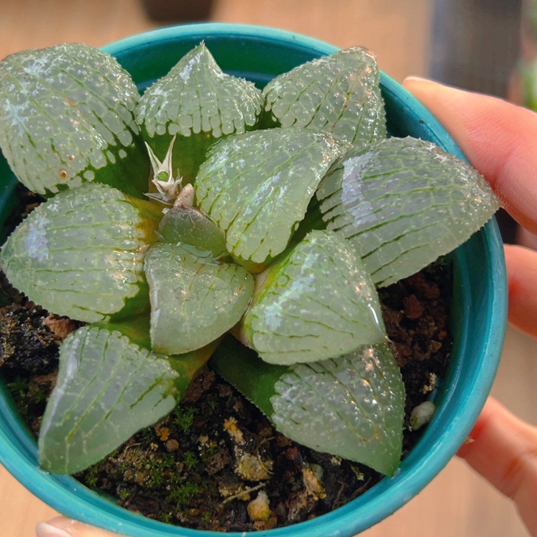 天空之境玉露多肉一颗