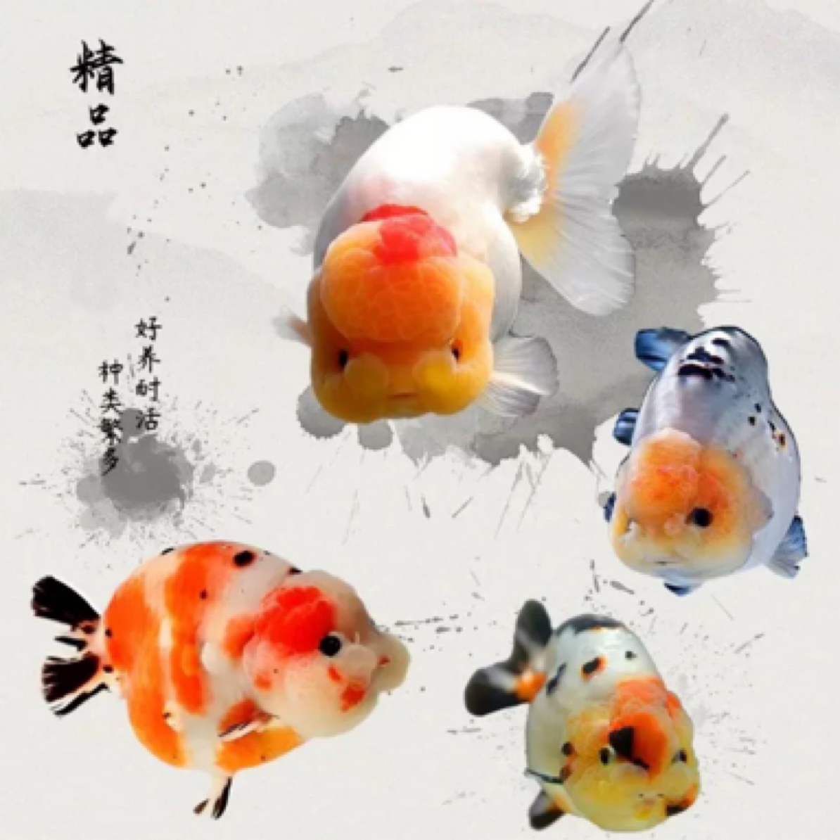 国粹金鱼（元宝/鎏金/玛丽/猫狮/泰狮等）花色搭配发货