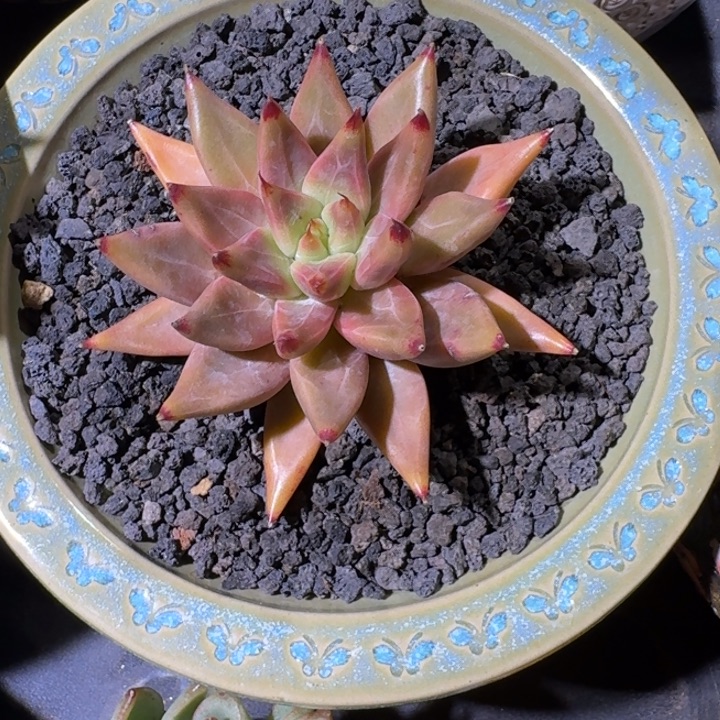 美人杂交 一物一拍