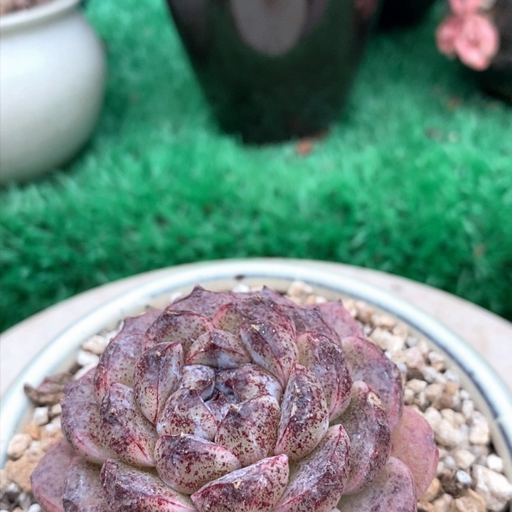 黑沙滩单头老桩多肉