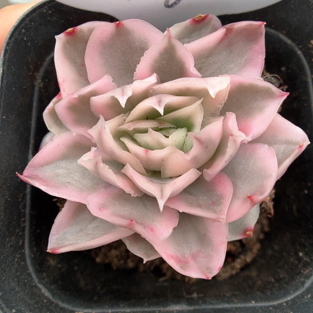 紫蝴蝶锦可拍76号。