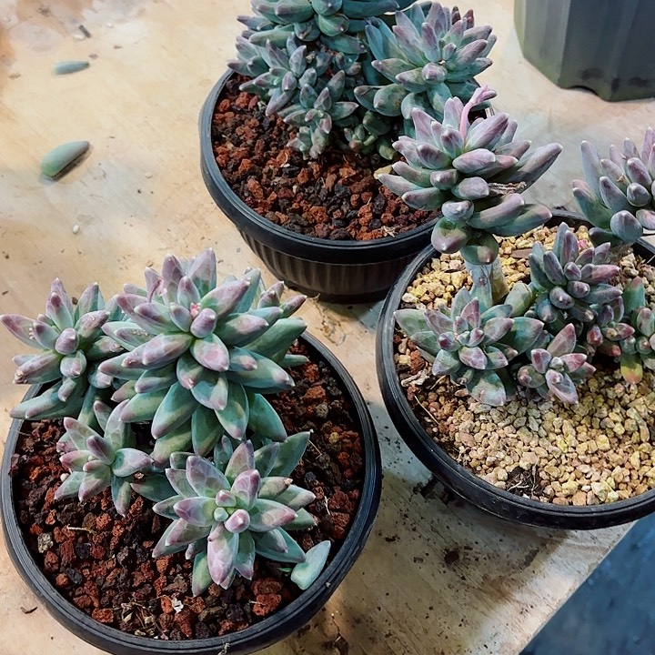 伊卡鲁斯精品老桩多肉盆栽