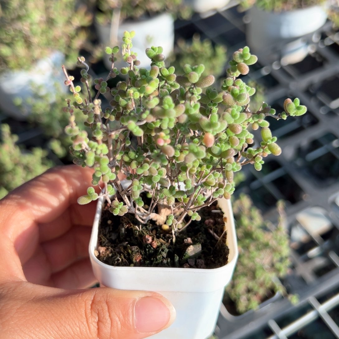 新疆包邮 蜜桔糖球