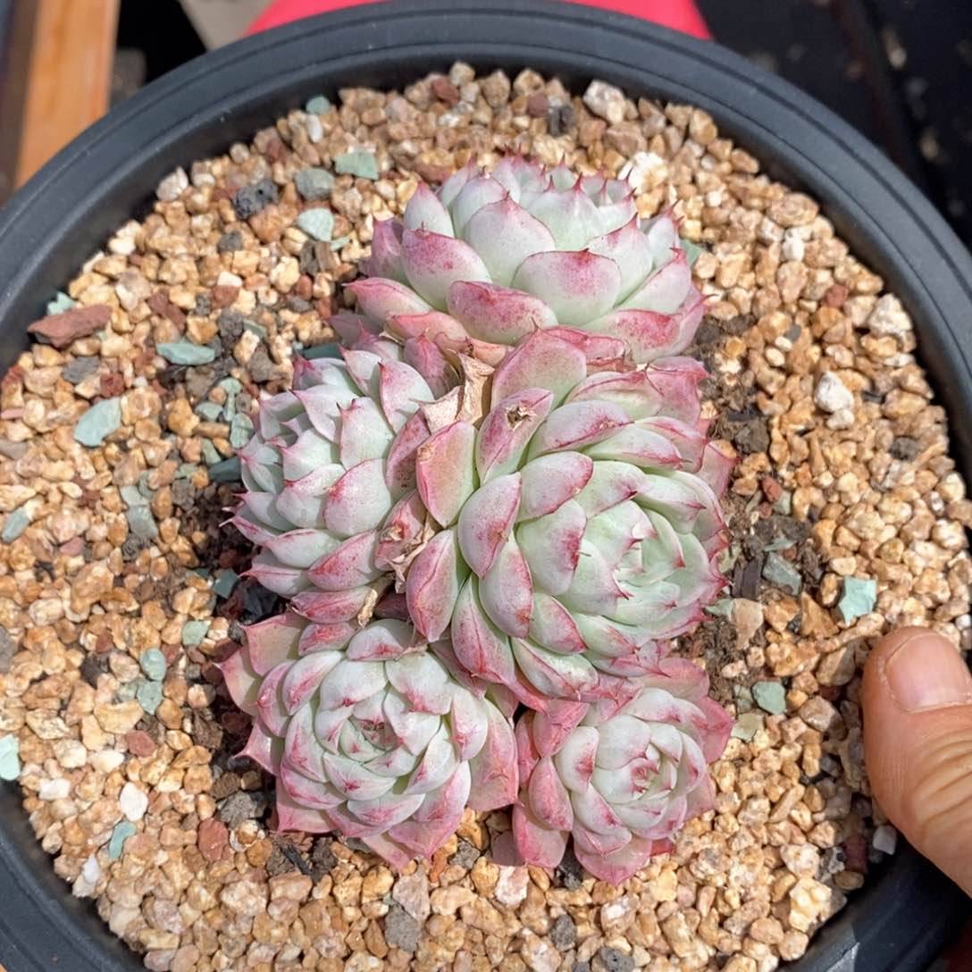 精品多肉一物一拍不包整39