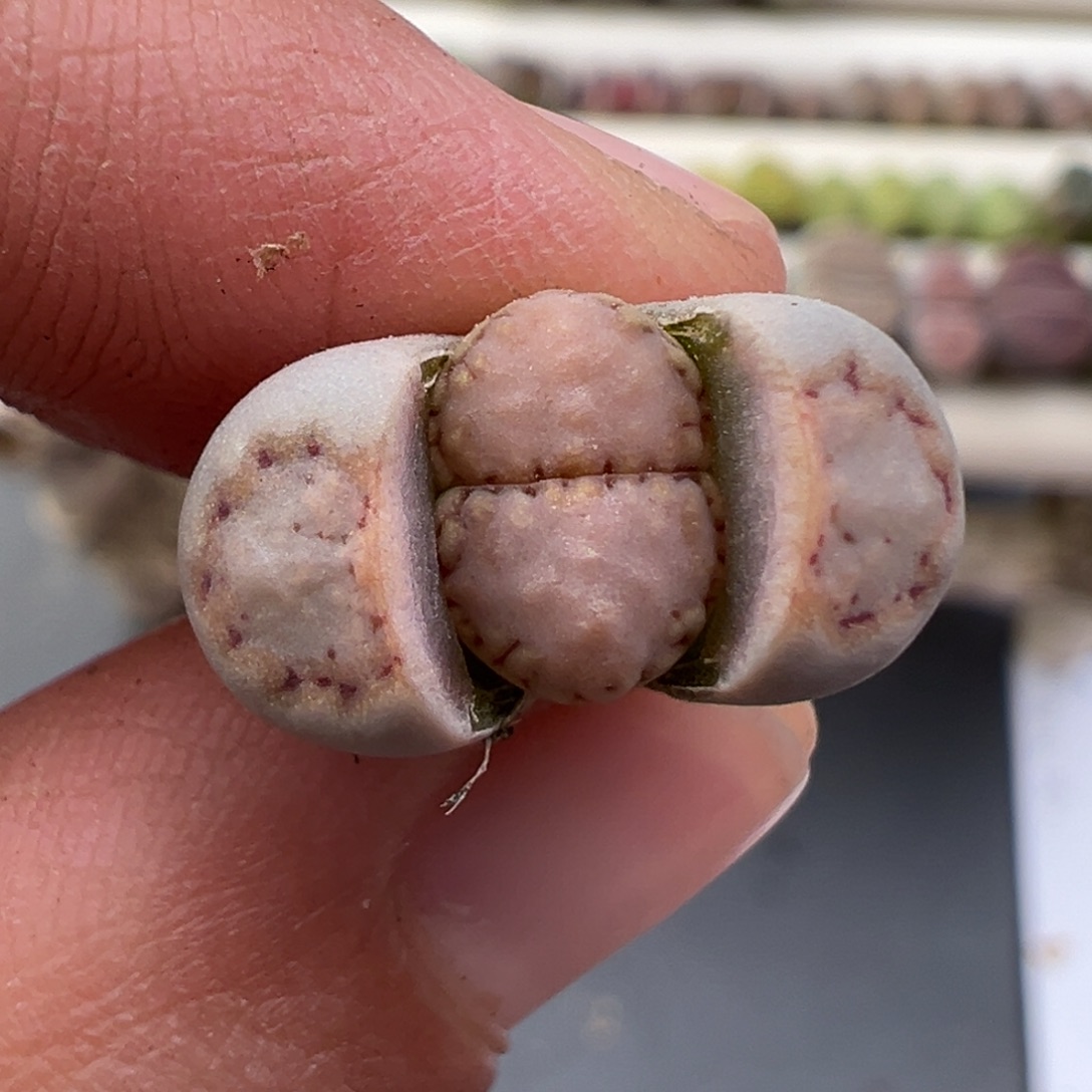 12.12好看的多肉脱土发货839