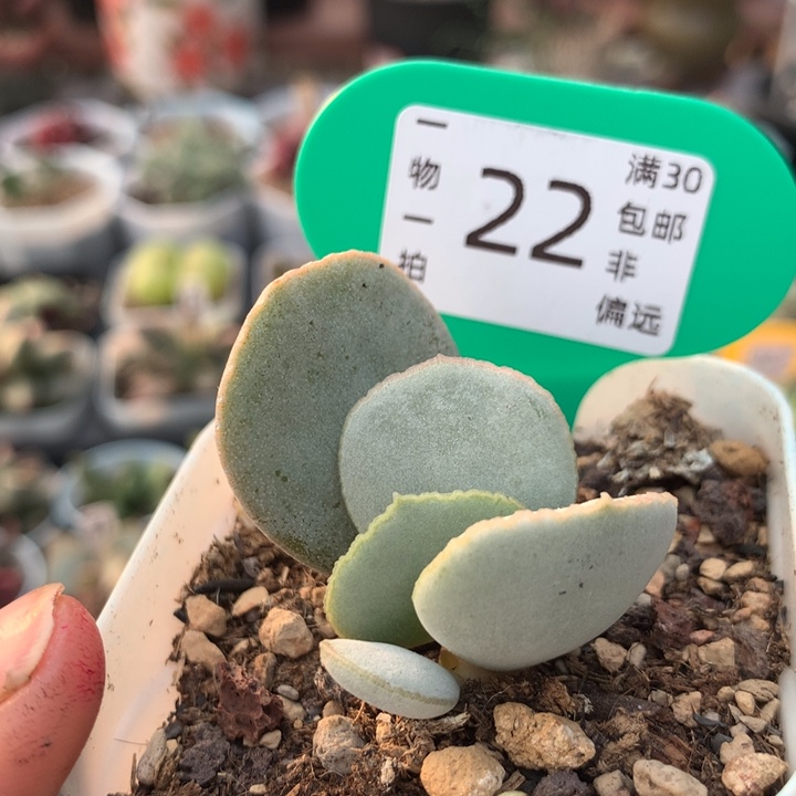   多肉。             22。     