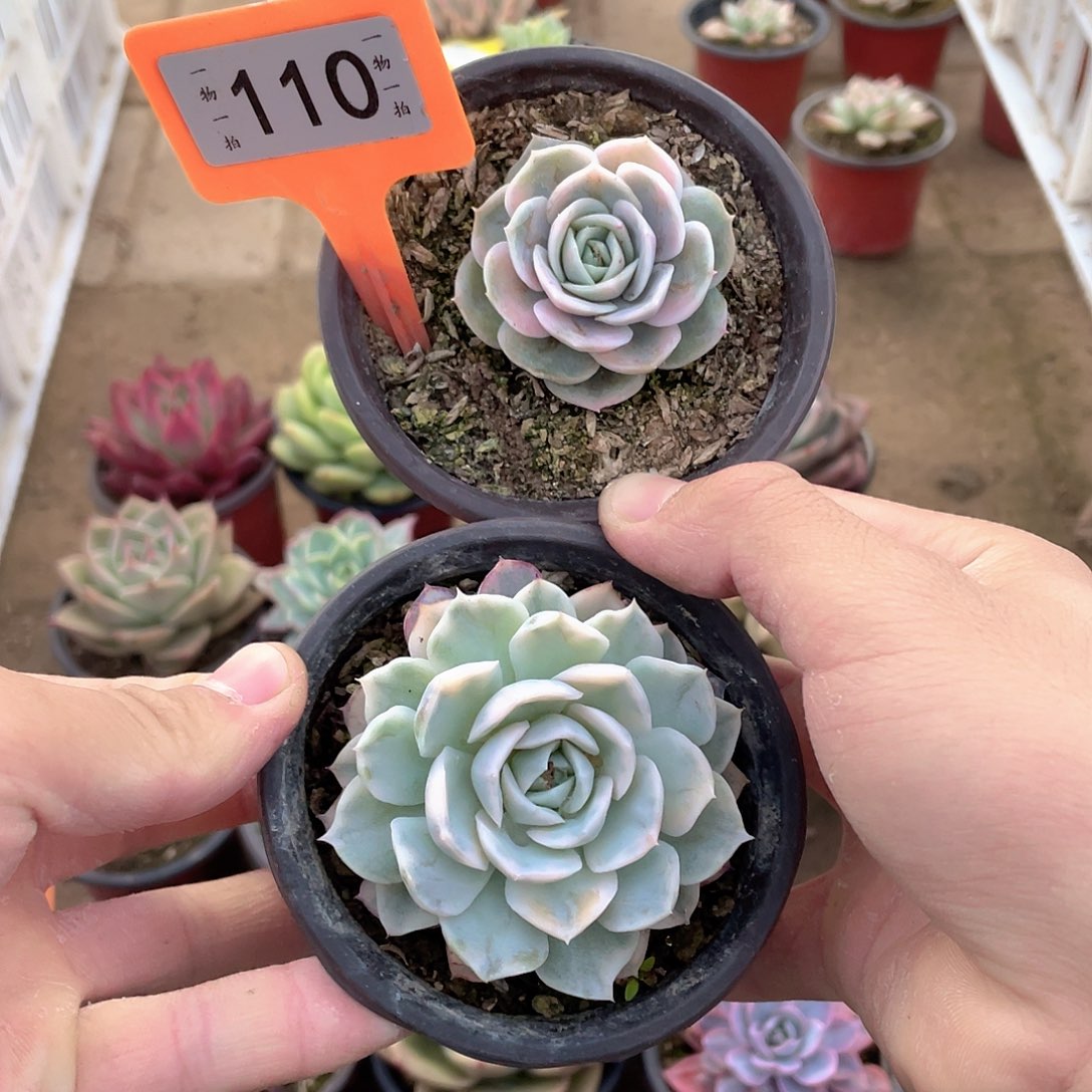 果***了饿呢110号一组2颗