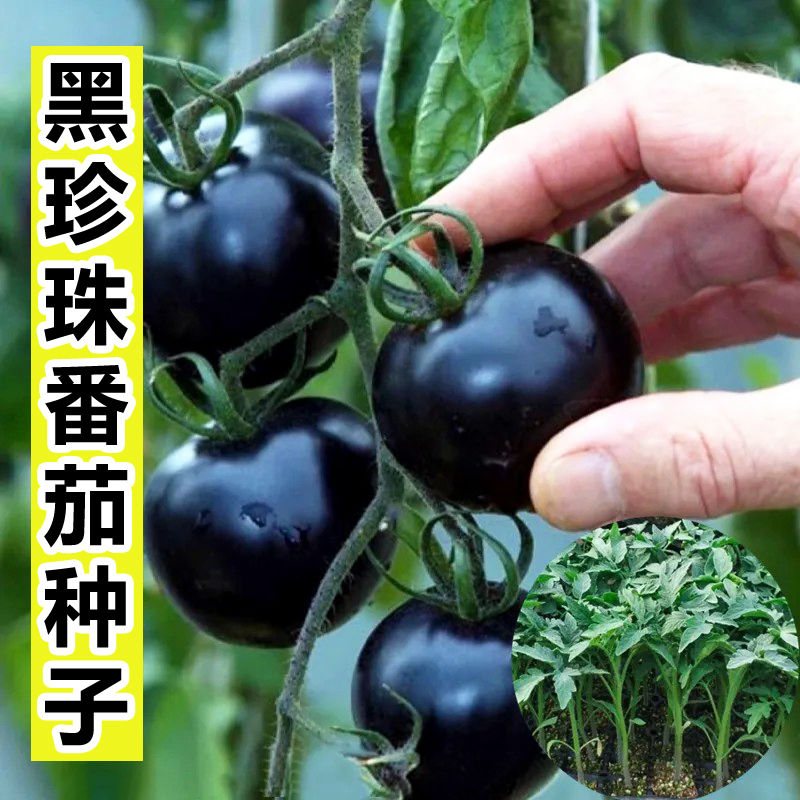 【满5包包邮】黑珍珠番茄种子蔬菜种子