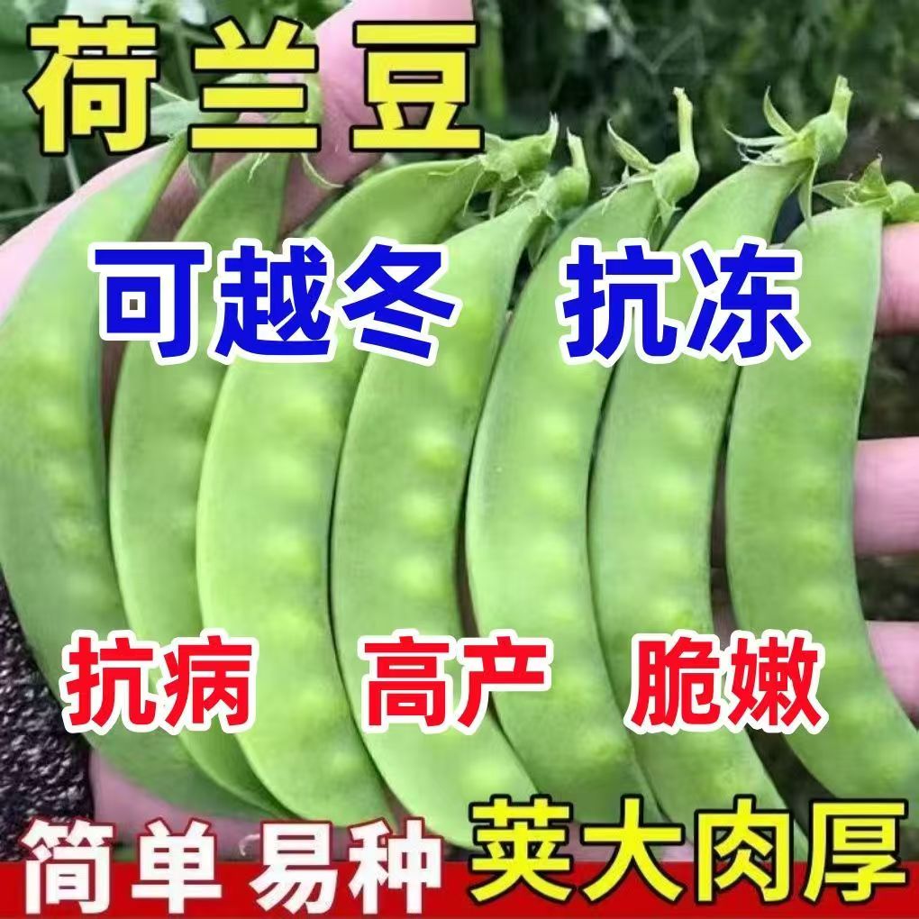 荷兰豆种子清甜脆嫩大肉高产春秋可种植豌豆荚种子农家庭院蔬菜籽