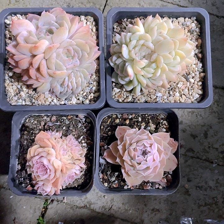 多肉植物多肉植物