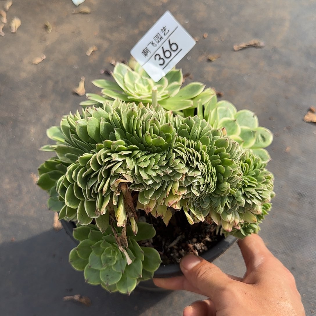 366多肉 伊丽莎白缀福利
