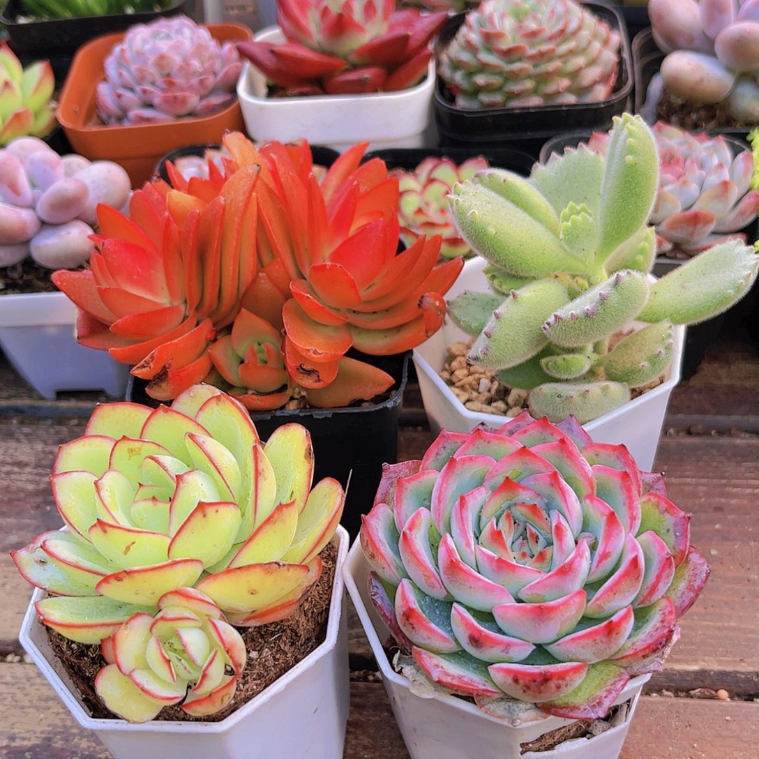 火祭群➕熊童子➕牡丹亭➕侧影