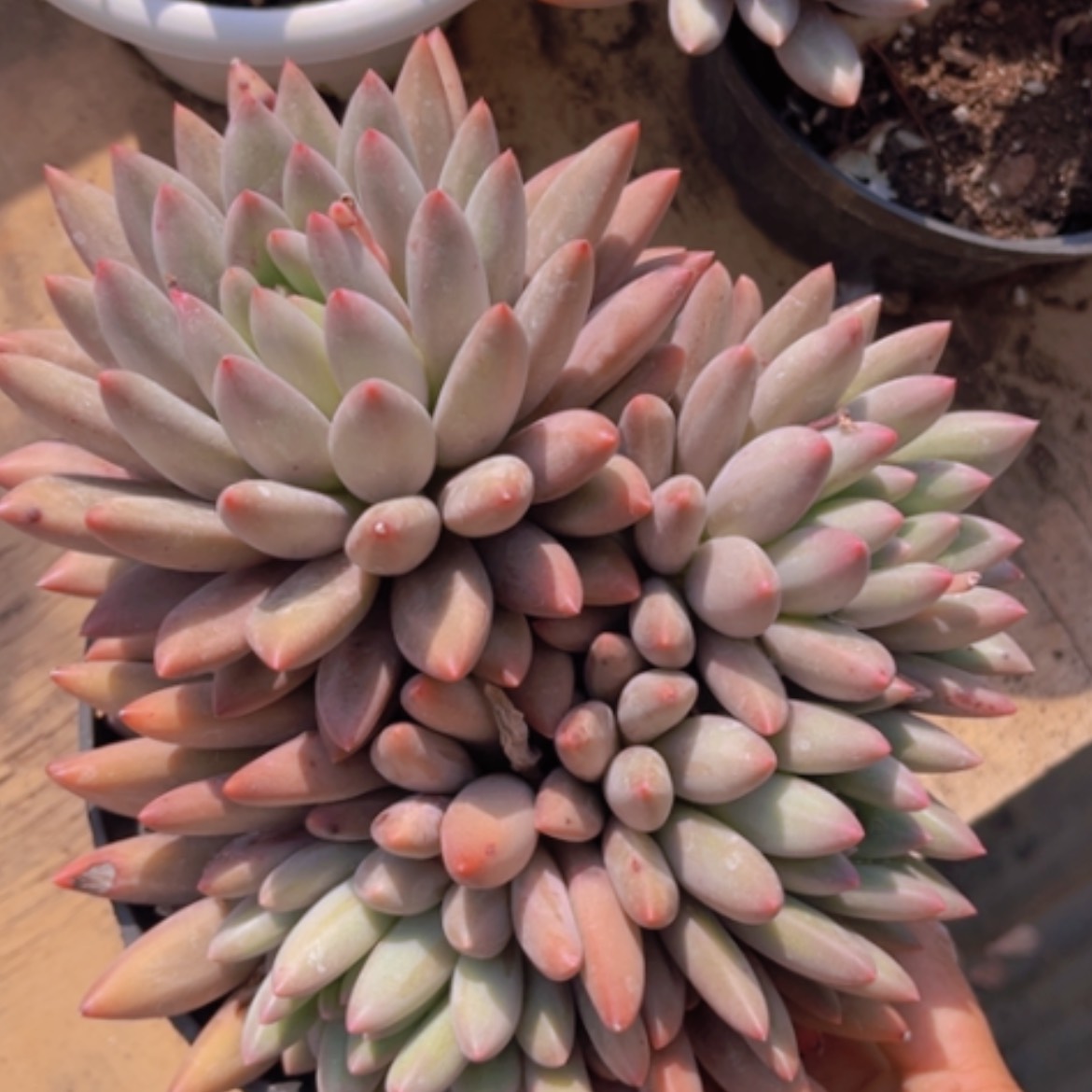 【闪购商品】水晶球19186