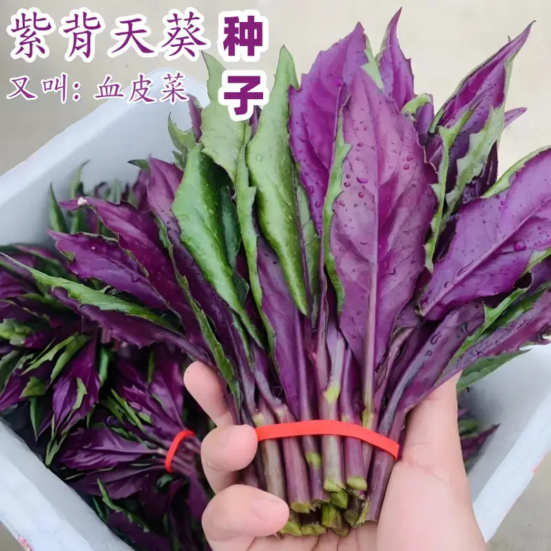 L紫背天葵血皮菜阳台盆栽小院种植简单夏季蔬菜种球商品图