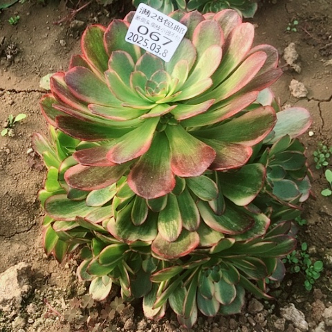 3.8-67半夏多肉植物