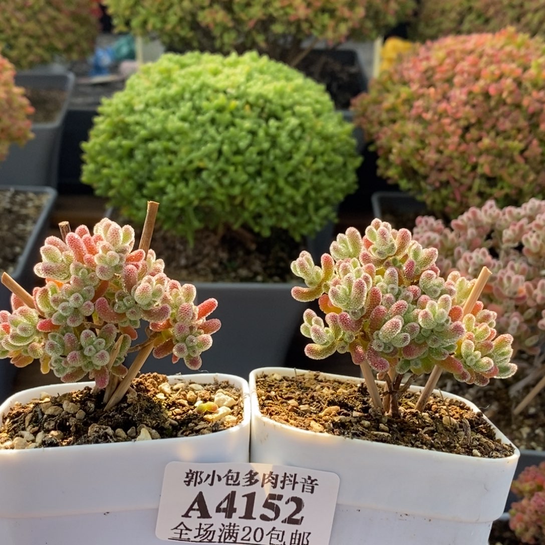 X***n冰晶组合4152枝干番杏