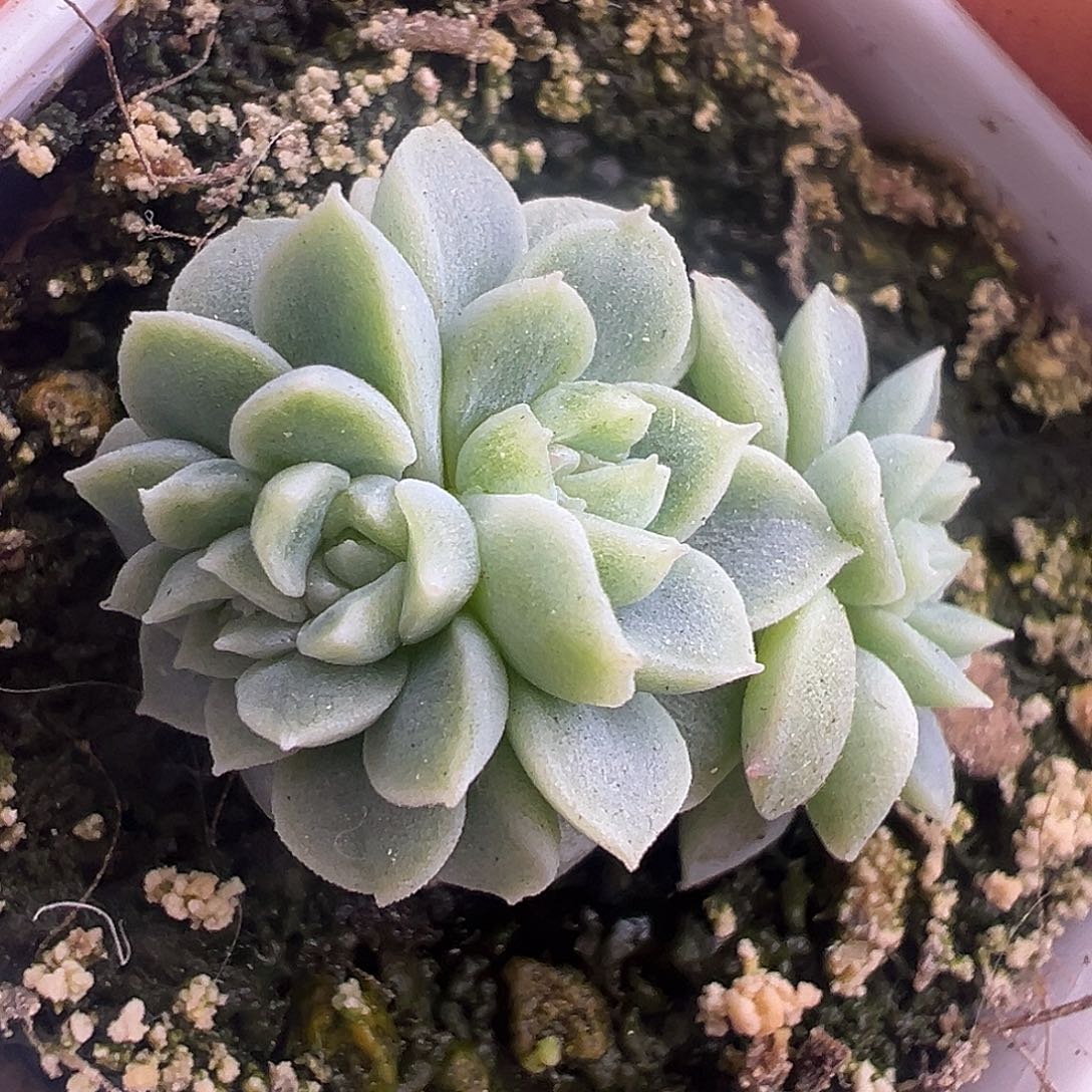 纸鸢甜心朵朵 开播福利。