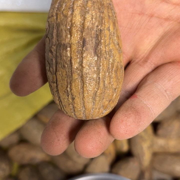 吊坠千眼菩提天眼菩提一个4.0的36