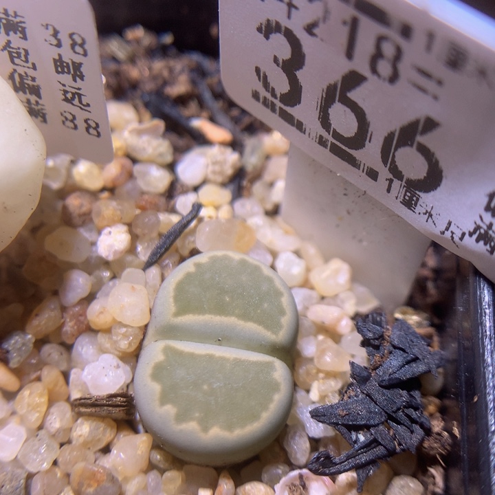 精品生石花218.366