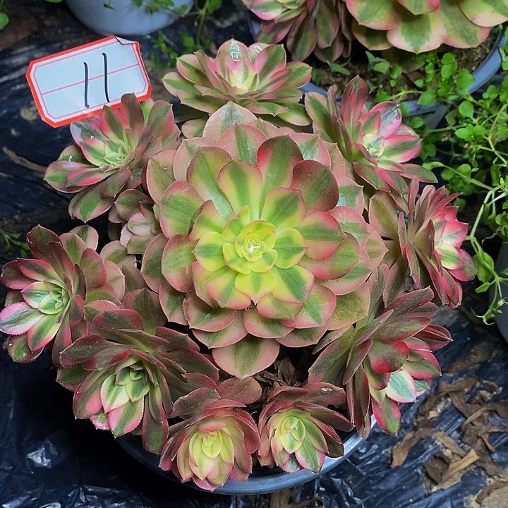 火龙果老桩捧花11号