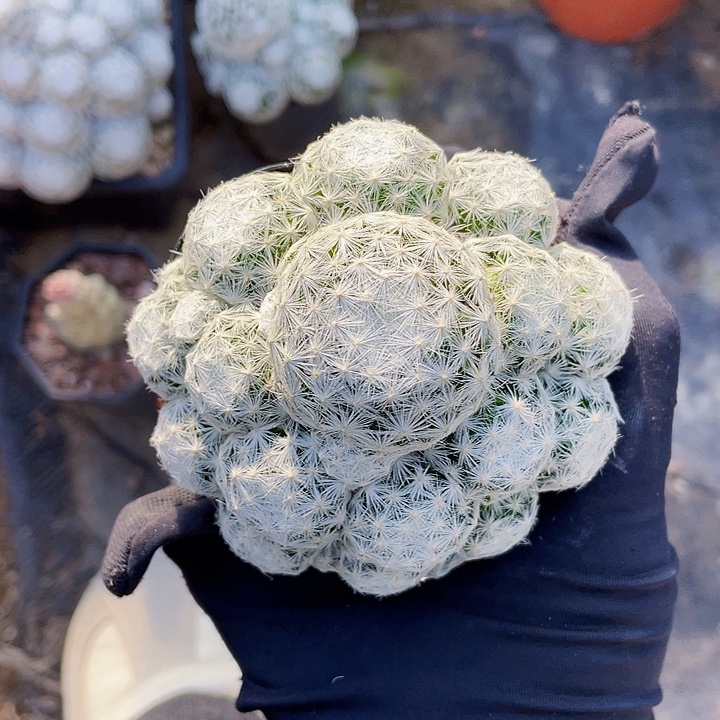 叮***猫完全开放大型春心