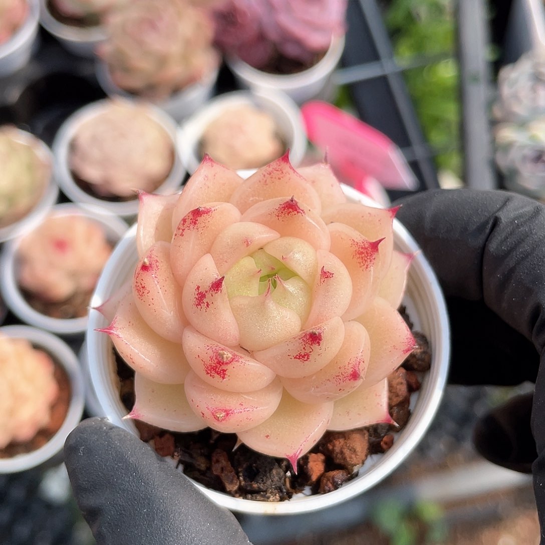 优选麦秆福利531