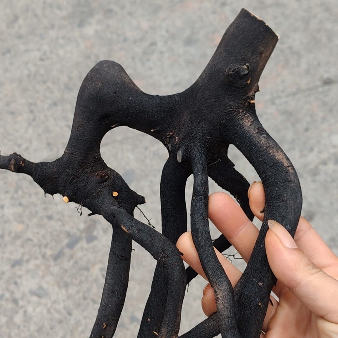 绿植园艺金弹子盆景