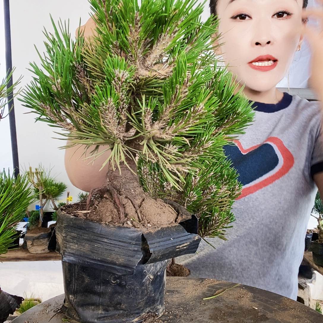 完全开放植物形态多年生草本