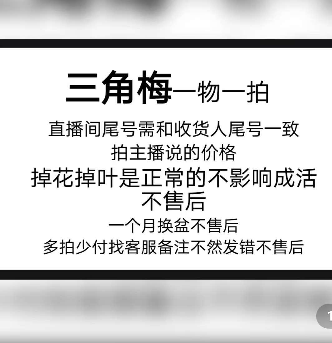 【一物一拍】三角梅落花落叶光杆属正常介意慎拍拍下默认接受
