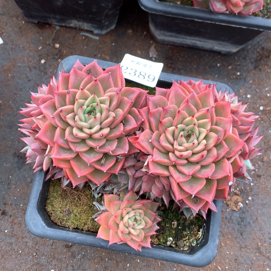2389杂交多肉植物基地