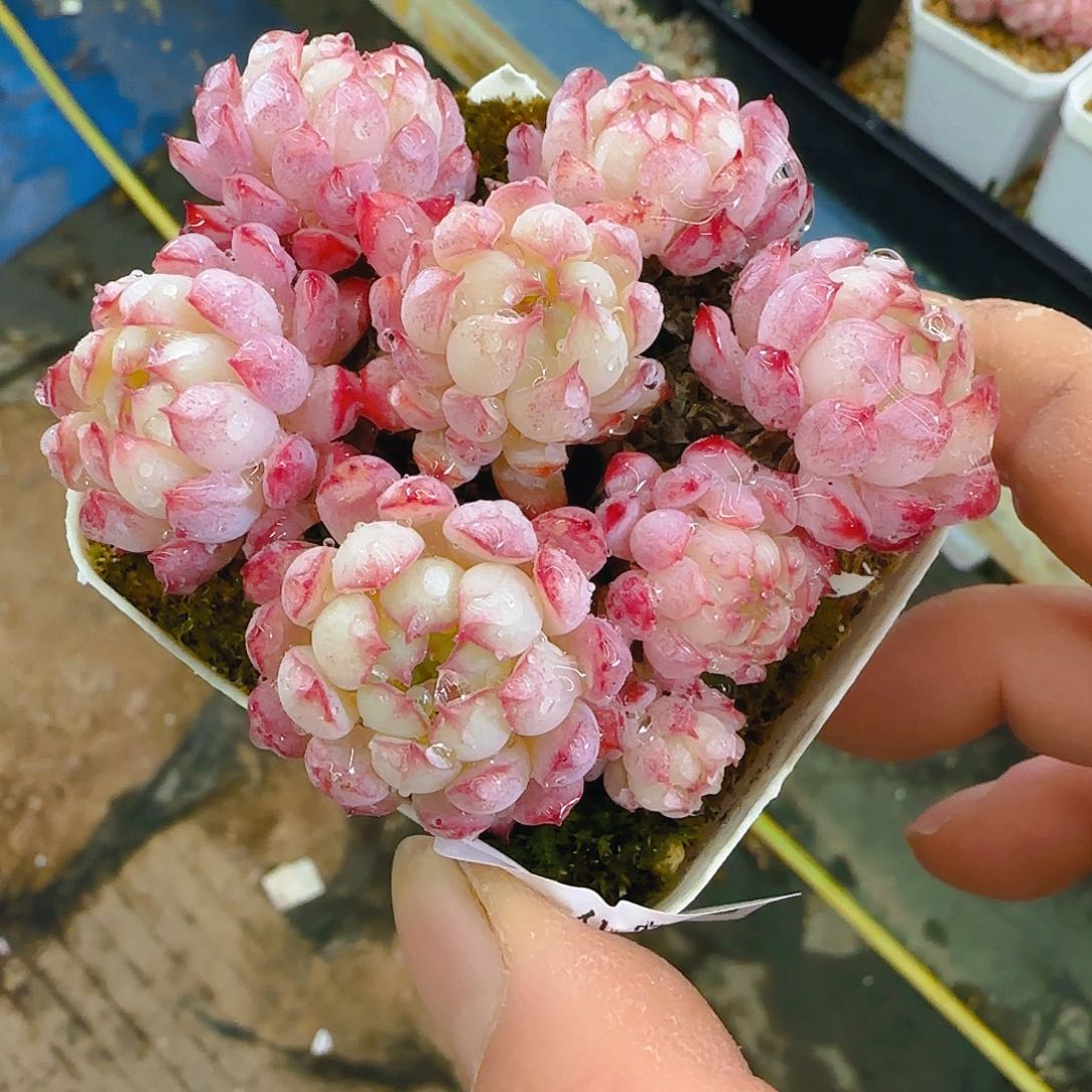 小红包，206、仙农出品