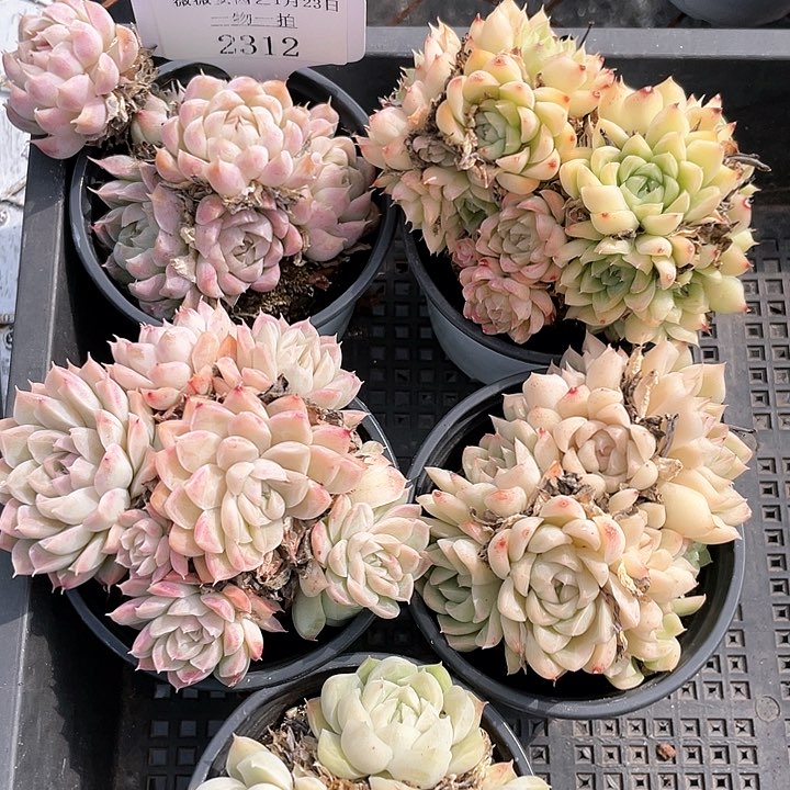 薇薇安园艺多肉2312