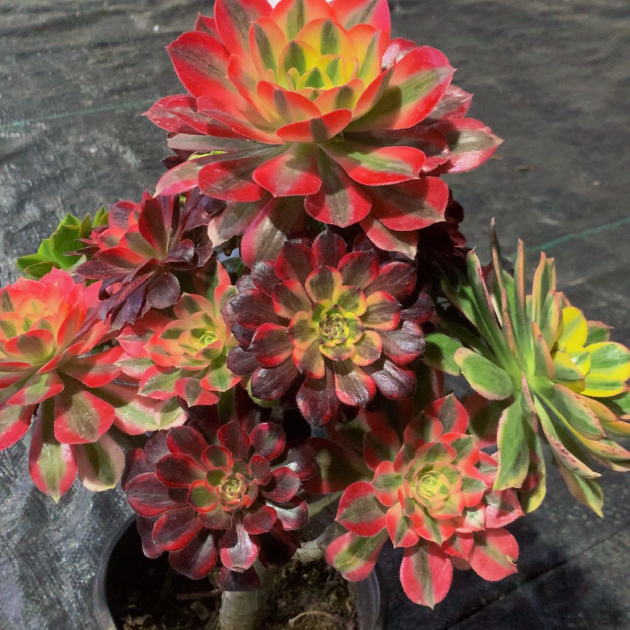 【闪购商品】似**年21嫁接多肉