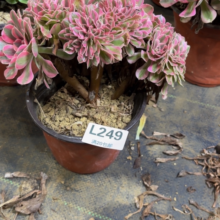 瑞妈多肉园艺249女巫缀