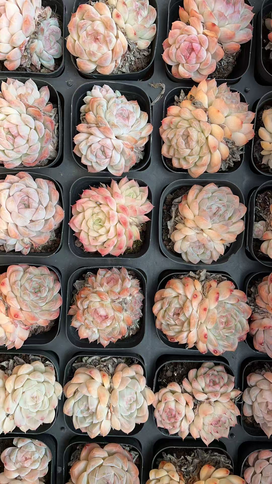 奶油玫瑰混合体   多肉绿植