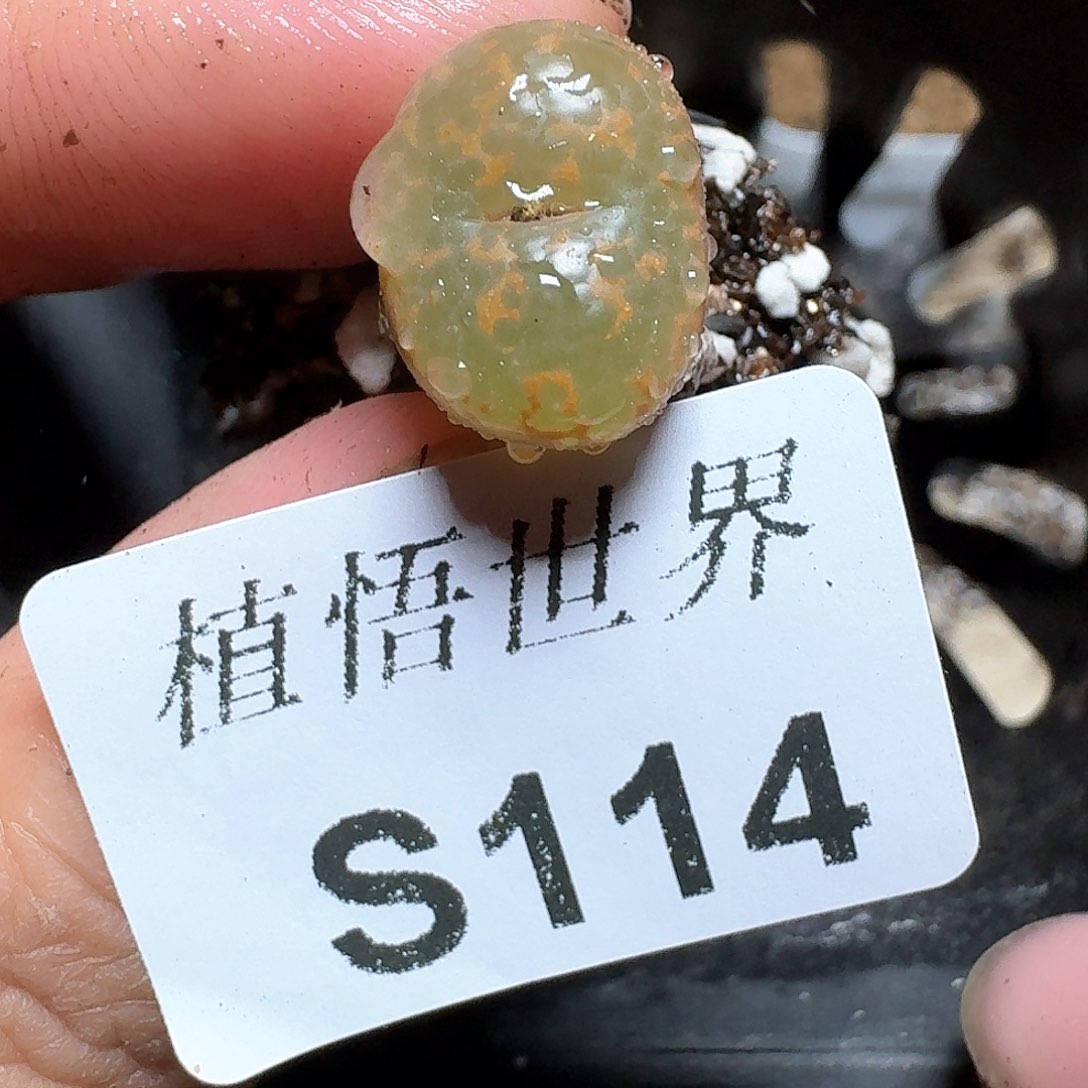 114号多肉植物哇f v