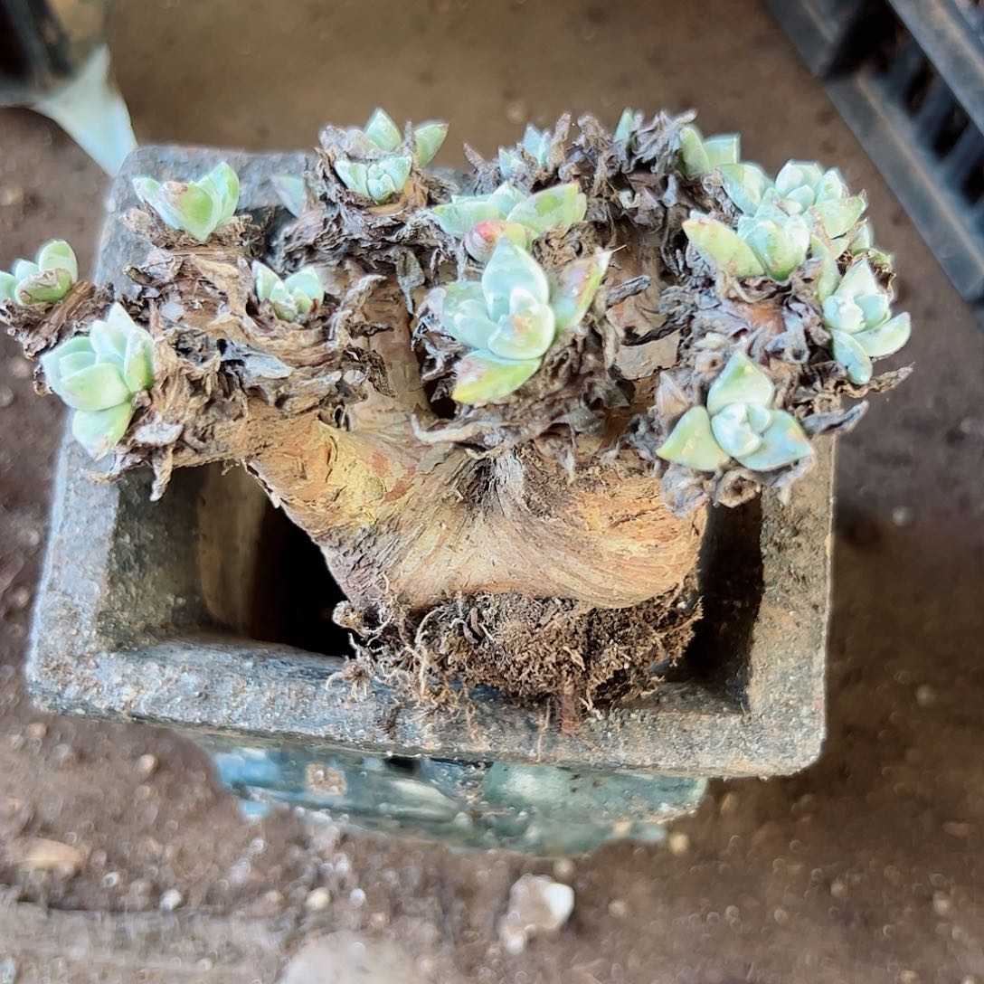 2996苹果叶杂交仙女杯