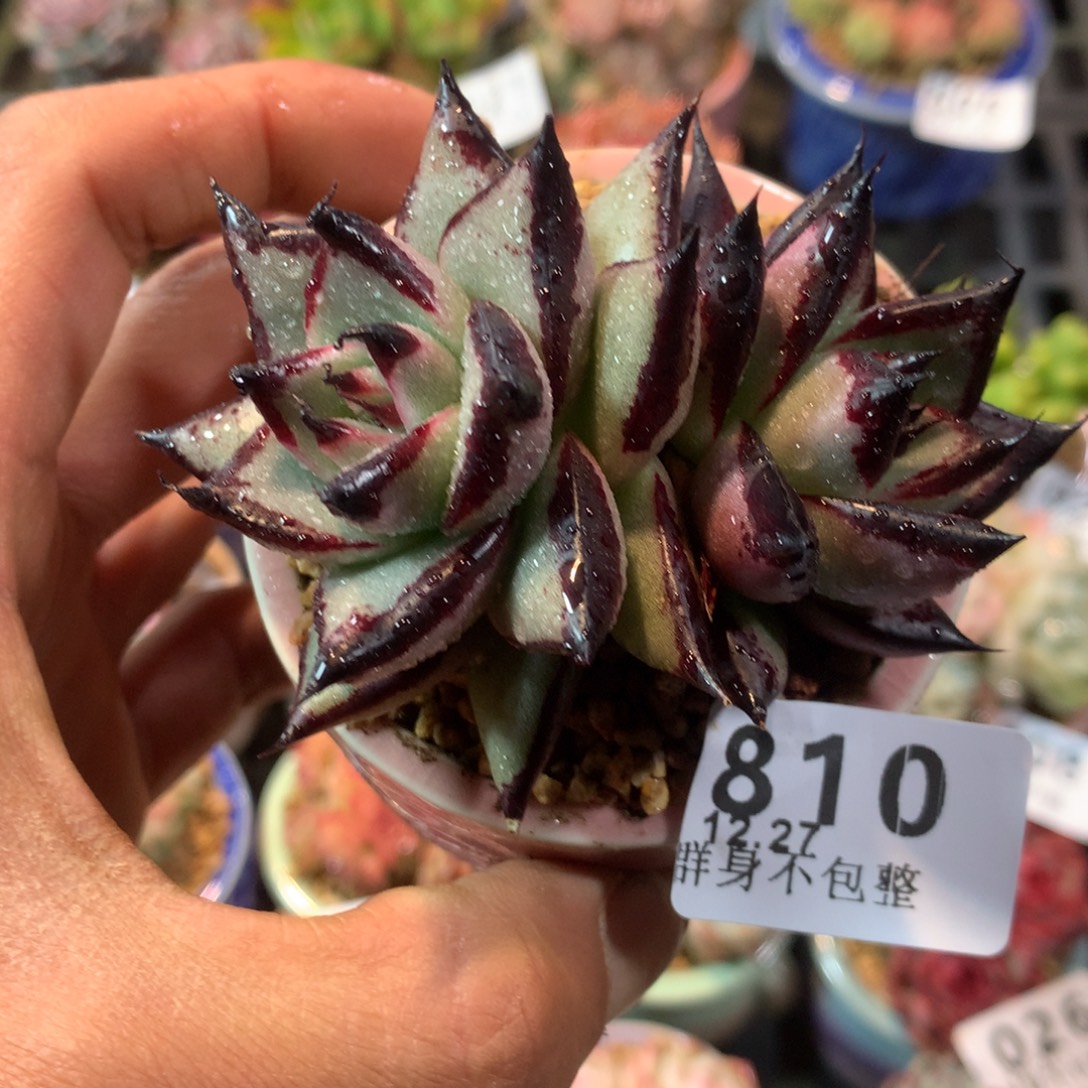 精控拇指盆12.27810