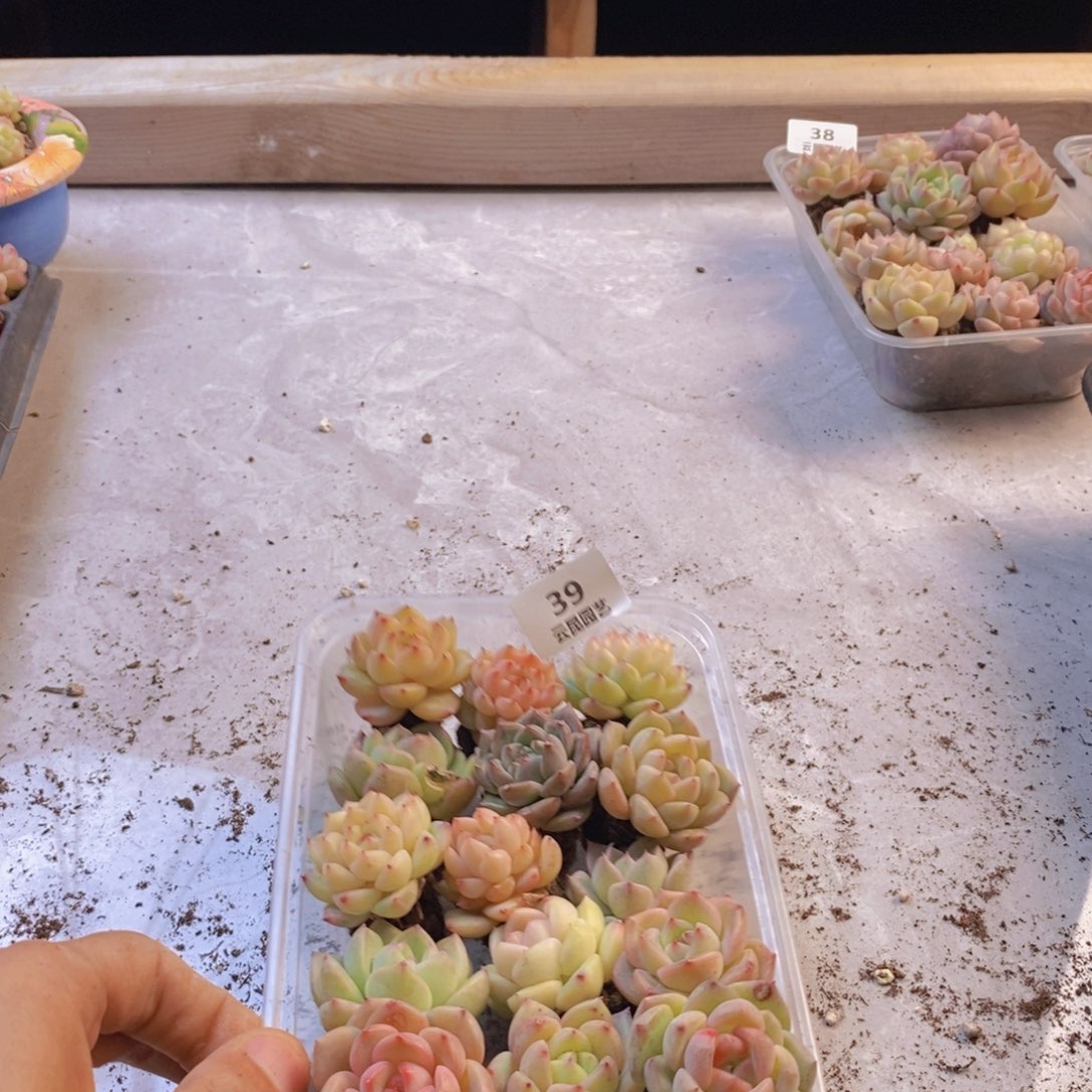 一物一拍。     039